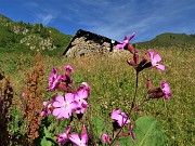 10 Sul sent. 116 Silene dioica alla Casera dei Sessi